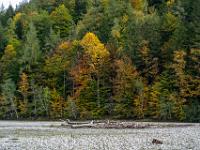 Baumstämme auf Kiesbank in der Tiroler Achen mit Herbstwald